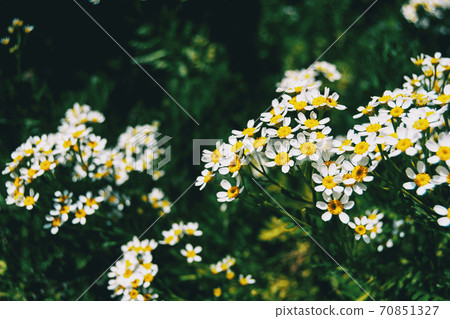 A bunch of white wild flowers of achillea ptarmica lit by sunlight 70851327