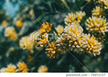 Close-up of some yellow and white flowers of anthyllis 70851337