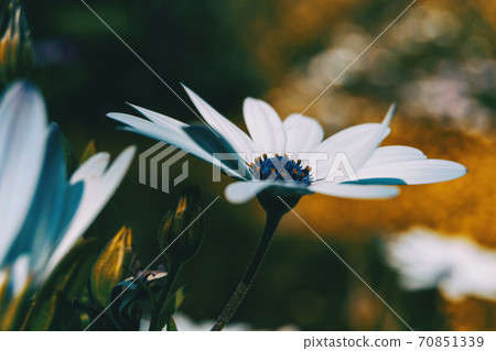 Macro of a white flower of osteospermum ecklonis Macro of a white flower of osteospermum ecklonis 70851339