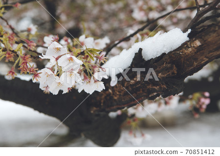 Sakura with snow Sakura with snow 70851412