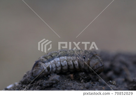 野頭的仇人吉蟲（夜賊蟲） 70852029