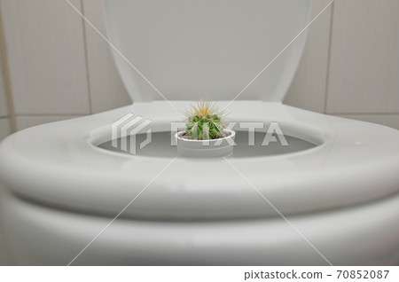 Hemorrhoids Pain With Thorny Cactus inside Toilet 70852087