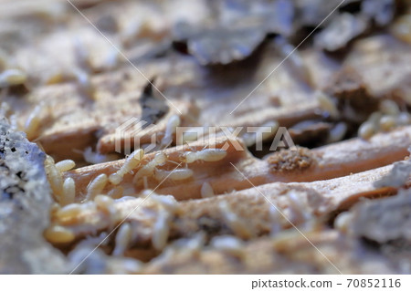 Termites eating boards (Yamato termites) Termites eating boards (Yamato termites) 70852116
