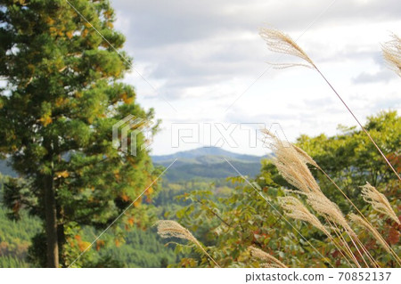 Mountains and pampas grass 70852137