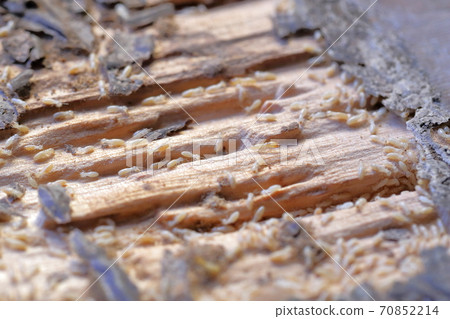 Termites eating boards (Yamato termites) Termites eating boards (Yamato termites) 70852214