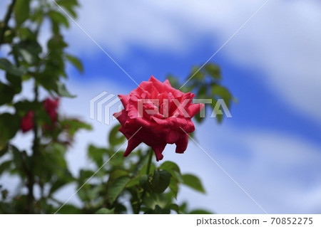 Arao City Arao Omoya Citizen's Flower Bed Rose Flower, Arao City Arao Omoya Citizen's Flower Bed Rose Flower, 70852275