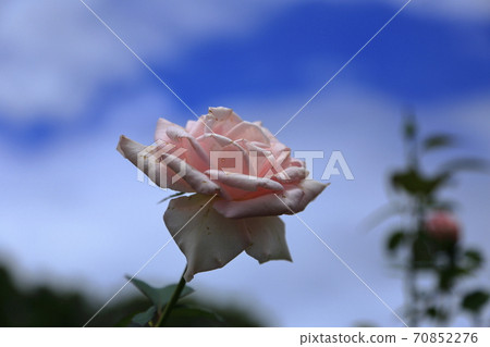 Arao City Arao Omoya Citizen's Flower Bed Rose Flower, Arao City Arao Omoya Citizen's Flower Bed Rose Flower, 70852276