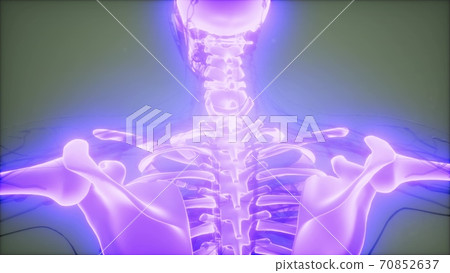 Transparent Human Body with Visible Bones Transparent Human Body with Visible Bones 70852637
