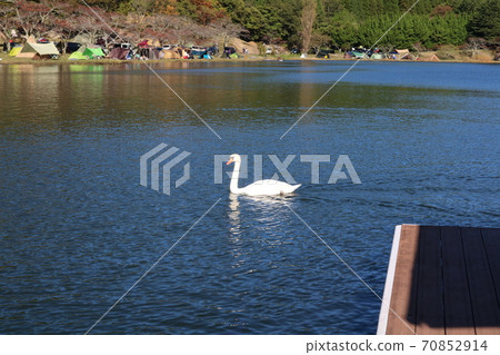 Swan 70852914