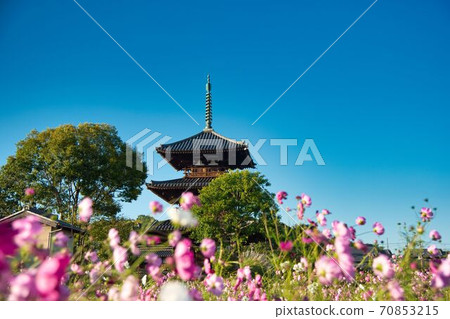 波斯菊盛開在伊卡魯加村 波斯菊盛開在伊卡魯加村 70853215