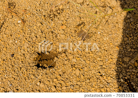 Deer footprints Deer footprints 70853331