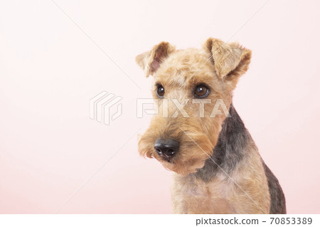 Welsh Terrier bust up Welsh Terrier bust up 70853389