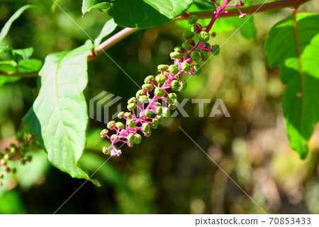 山區鄉房 70853433