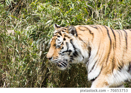 Bamboo grove tiger Bamboo grove tiger 70853753