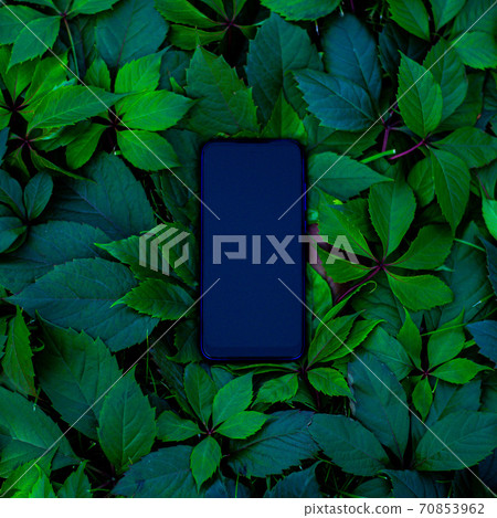 Smartphone phone in green leaves. square image	 70853962