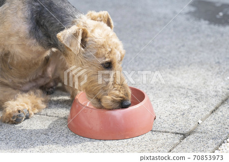 Welsh terrier drinking water 70853973