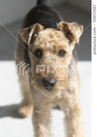 Welsh Terrier looking at the camera Welsh Terrier looking at the camera 70853987