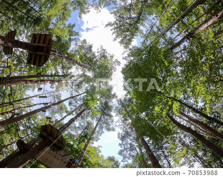 Looking up at an adventure facility in the forest Looking up at an adventure facility in the forest 70853988