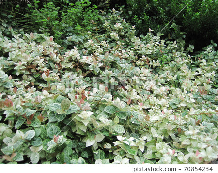 Garden of Hatsuyuki Kazura and herbs 70854234