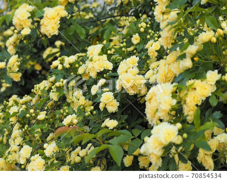 Mok rose flower in full bloom Mok rose flower in full bloom 70854534