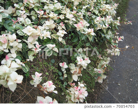 Hatsuyukikazura Hatsuyukikazura 70854703