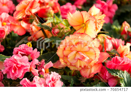 Pink and yellow beautiful begonia flowers field texture. Close up floral background. Pink and yellow beautiful begonia flowers field texture. Close up floral background. 70854717