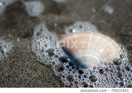 Seas and shells 70855401