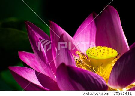 Lotus in Abira Town 70855411