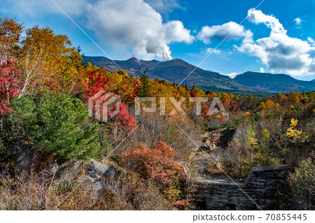 Autumn leaves of Biei 70855445