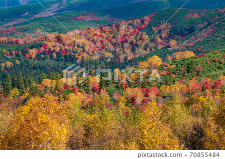 Autumn leaves of Bogakudai 70855484