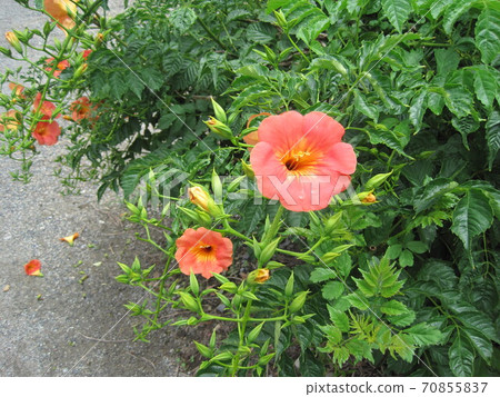 Nausuz Kazura 70855837