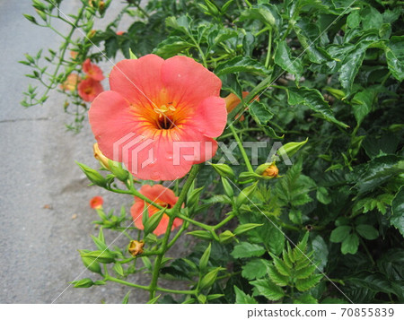 Nausuz Kazura 70855839