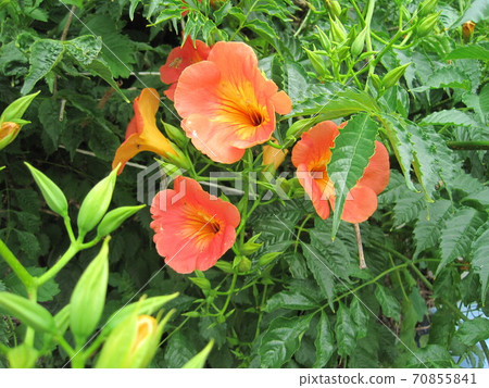 Nausuz Kazura 70855841