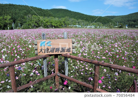 波斯菊田(Amisato Omagari湖畔花園) 波斯菊田(Amisato Omagari湖畔花園) 70856484