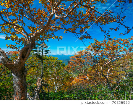 View from Mt. Nikko-Shirane, autumn leaves and mountain trail (Tochigi, Gunma) 70856933