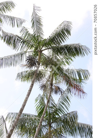 巴西亞馬孫地區的巴西莓棕櫚樹長滿了 70857026