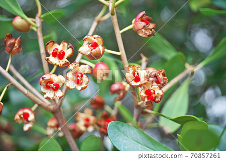 Cracked fruit of Japanese Ternstroemia 70857261