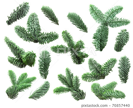 Set fir tree branch isolated on white Set fir tree branch isolated on white 70857440