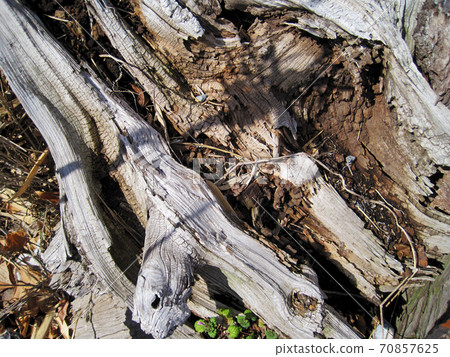 Abandoned old wood Abandoned old wood 70857625