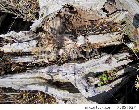 Abandoned old wood Abandoned old wood 70857627