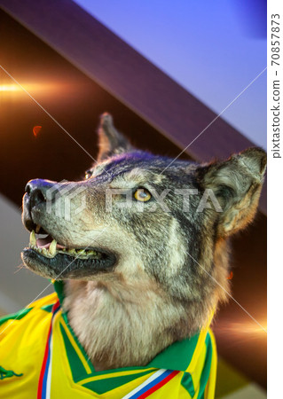 The wolf grins his teeth. portrait of an animal 70857873