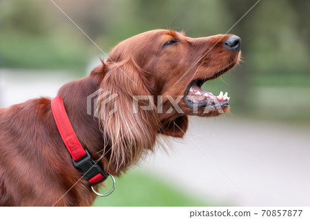 Red irish setter dog is barking at nature. Close up potrait of pet. Red irish setter dog is barking at nature. Close up potrait of pet. 70857877