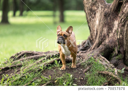 Young french bulldog of fawn color standing near big tree roots in park at summer. Portrait of pet dog at nature. Young french bulldog of fawn color standing near big tree roots in park at summer. Portrait of pet dog at nature. 70857878
