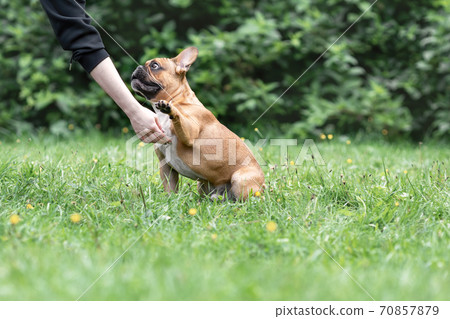 French bulldog dog of fawn color is training to give a paw command French bulldog dog of fawn color is training to give a paw command 70857879