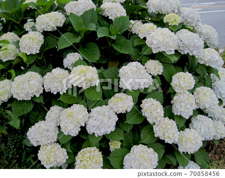 White hydrangea 70858456