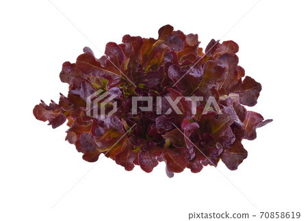 Red oak lettuce on white background. 70858619