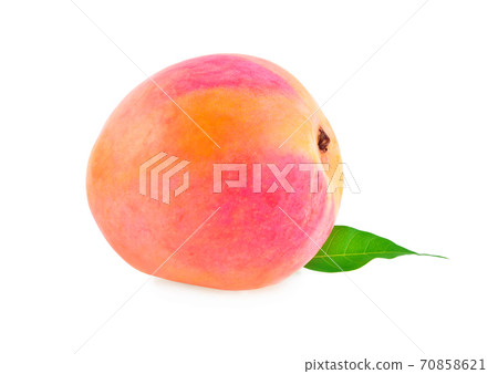 Mango leaf isolated on white background 70858621