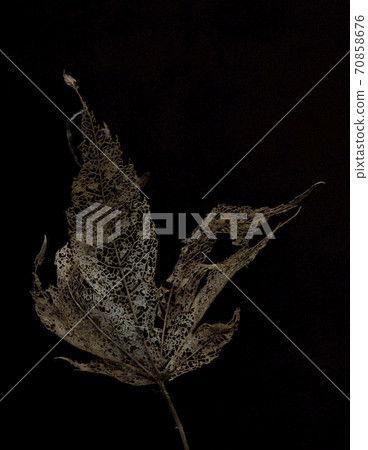 Rotten maple leaf Rotten maple leaf 70858676