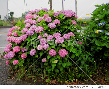 粉紅繡球 70858905