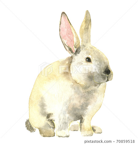 Watercolor white rabbit 70859518